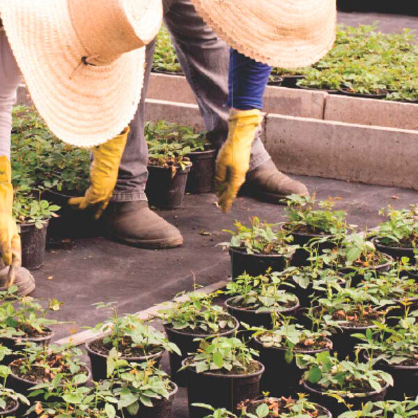 Linha para Produção e Manuseio